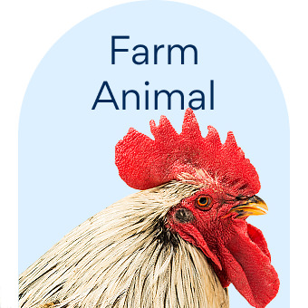 Farm Animal Farm 